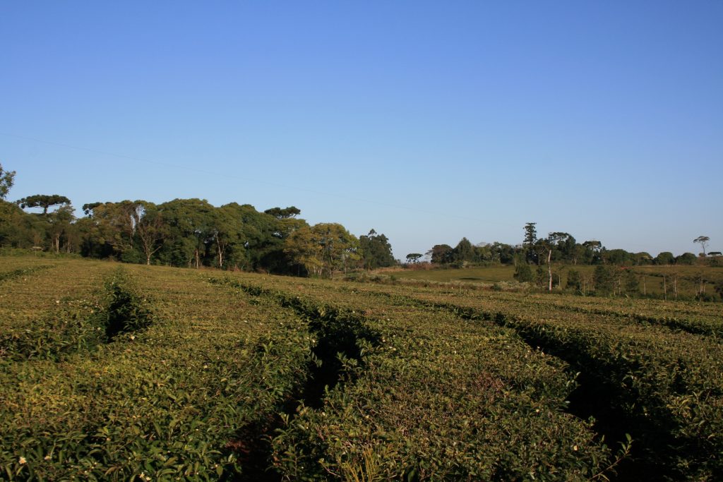 Estudio posiciona al té misionero como un producto de calidad y con estándares internacionales