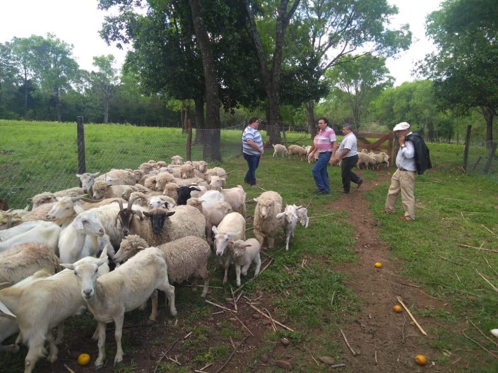 Siguen las capacitaciones para mejorar producción ovina y caprina
