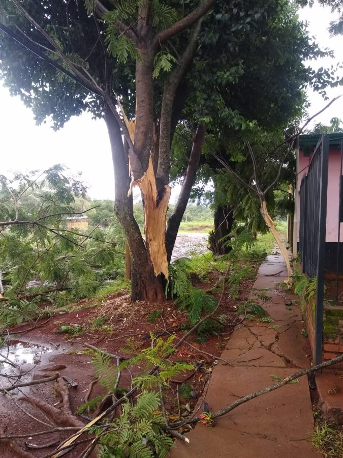 La tormenta provocó caída de árboles y voladura de techos en Posadas
