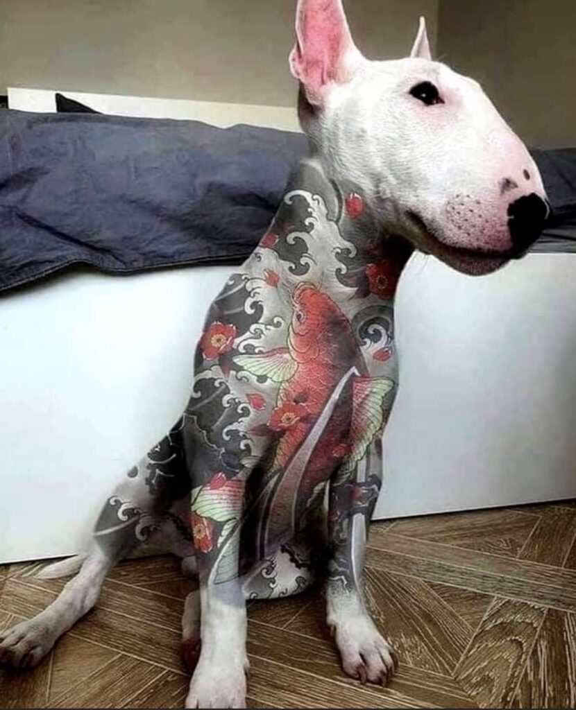 Polémica por una nueva moda: tatuar perros