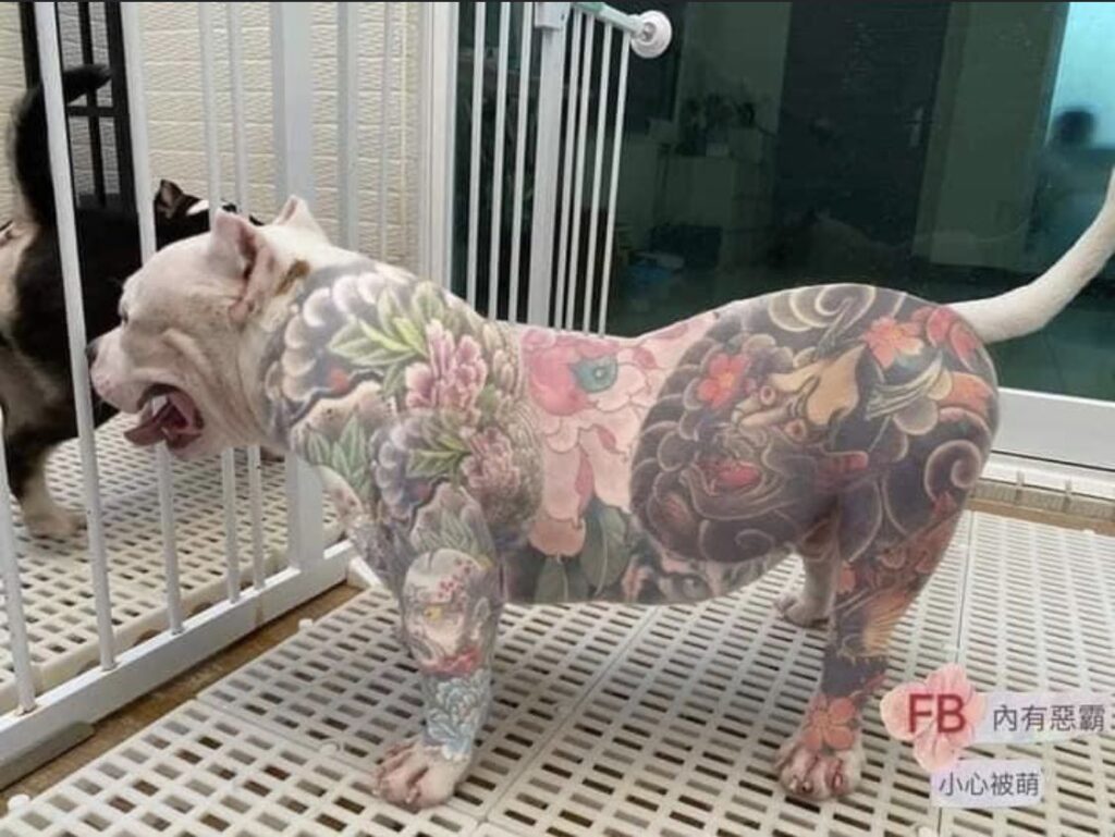 Polémica por una nueva moda: tatuar perros