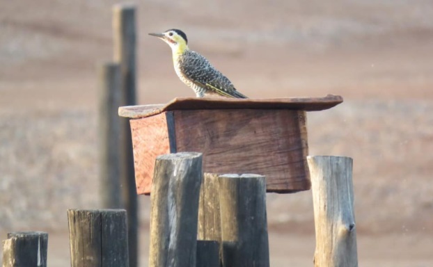 Continuarán este jueves los paseos por el Parque de Restauración Ambiental de Posadas