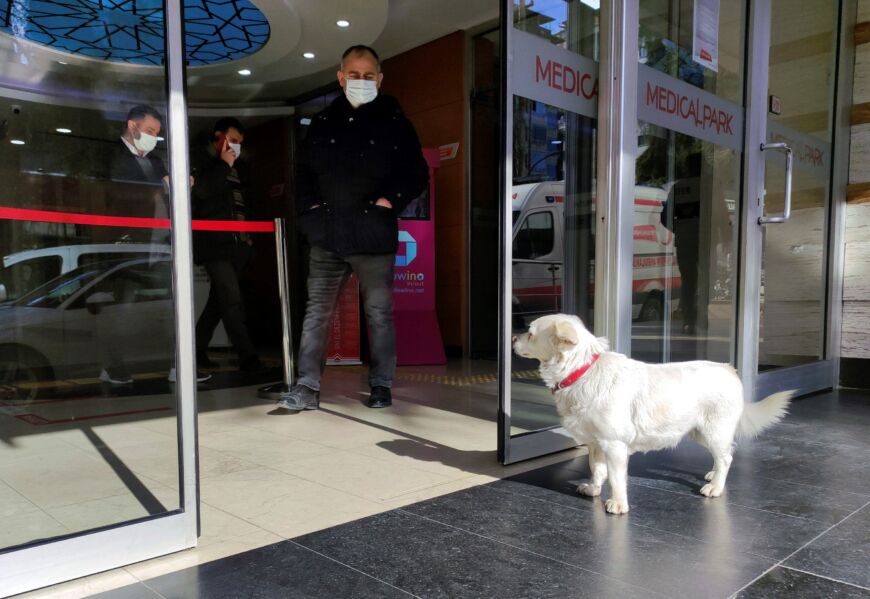 Emotivo: una perrita esperó a su dueño en la puerta del hospital por días