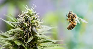 Viral: una abeja probó marihuana y quedó literalmente dando vueltas