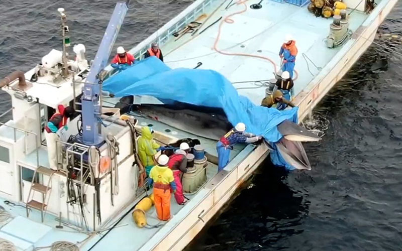 Golpearon y mataron a una ballena en el océano: “Los pescadores se reían”