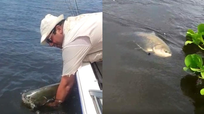 Corrientes: sorprendente pesca de un Tambacú en Esquina, un ejemplar típico del Amazonas