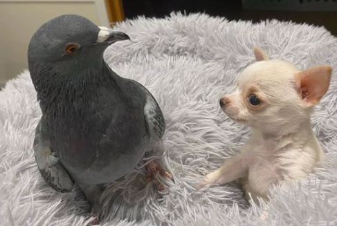 El insólito amor entre una paloma y un perro que está triunfando en las redes