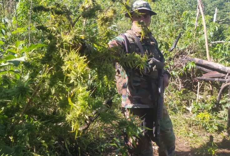 Gendarmes descubrieron plantación de marihuana en pleno monte misionero