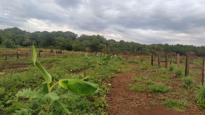 Cosecharon casi 59 kilos de frutas en el Parque de Restauración Ambiental de Posadas