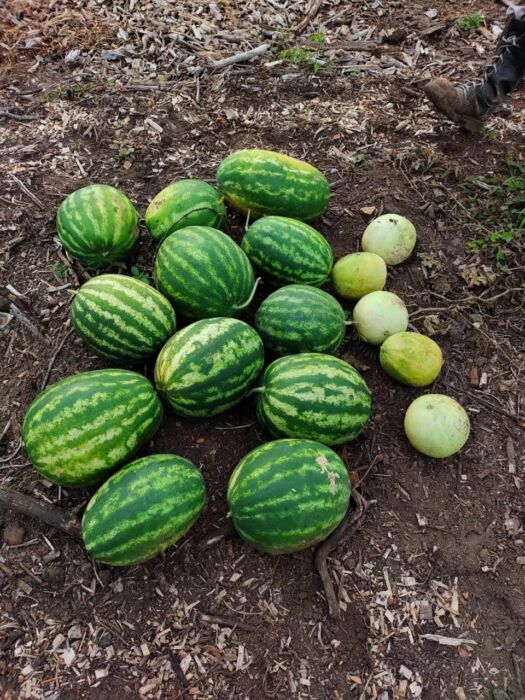 Cosecharon casi 59 kilos de frutas en el Parque de Restauración Ambiental de Posadas