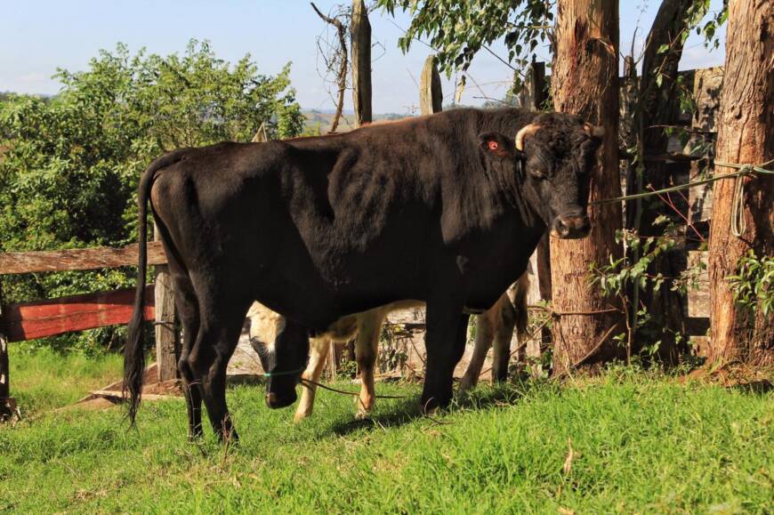 Cooperativas lácteas de Misiones recibieron toros de alta calidad genética